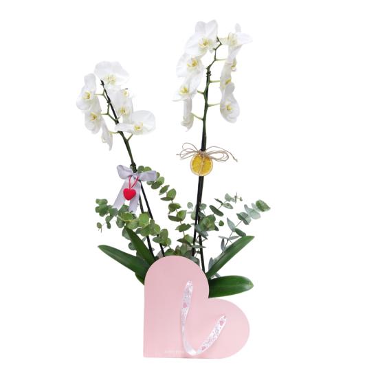 Kutu Kalp Çantada Çift Dal Beyaz Orkide